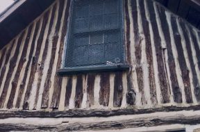 Rock Creek Park – Washington DC – Shot on iPhone 11 Pro Max – Anamorphic Lens – FILMiC Pro